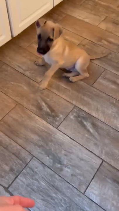 Enlarge Carlitos , a Adoptable Anatolian Shepherd in DeWitt, NY video 2/6