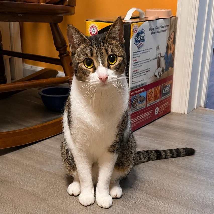 Enlarge Sally, a Adoptable Domestic Short Hair in Brooklyn, NY image 1/3