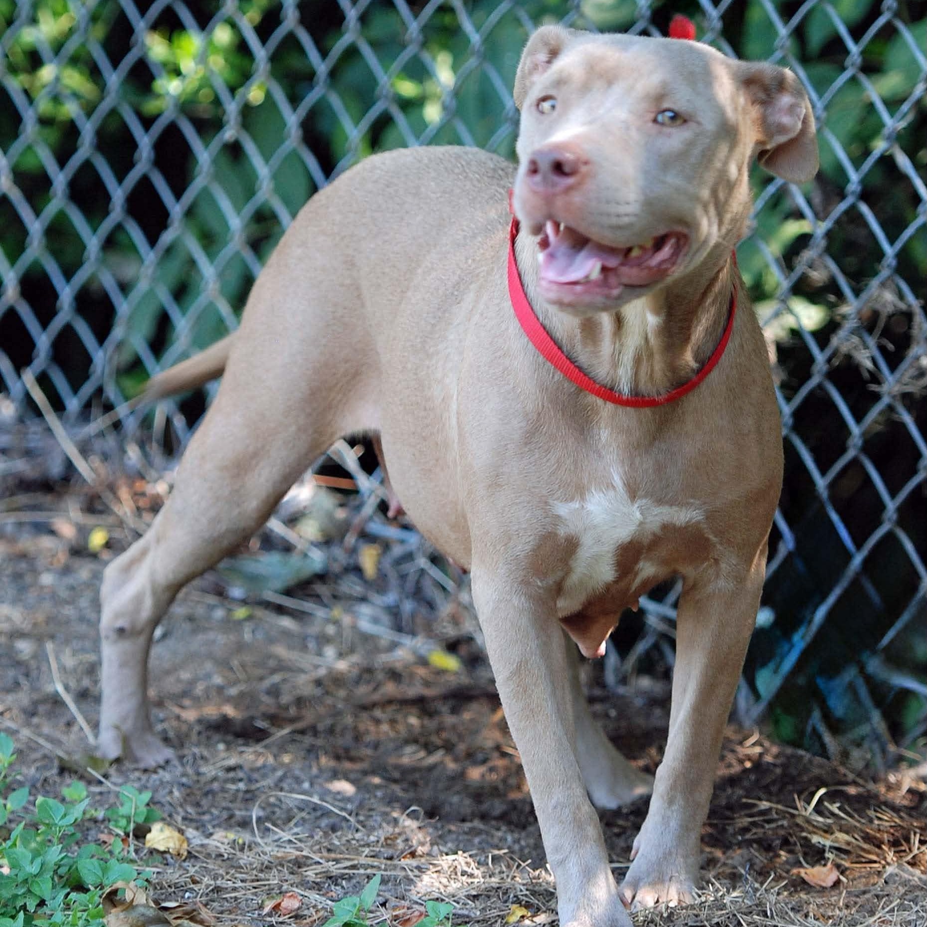 Enlarge Queenie, a Adoptable mixed breed in Madisonville, TX image 3/3