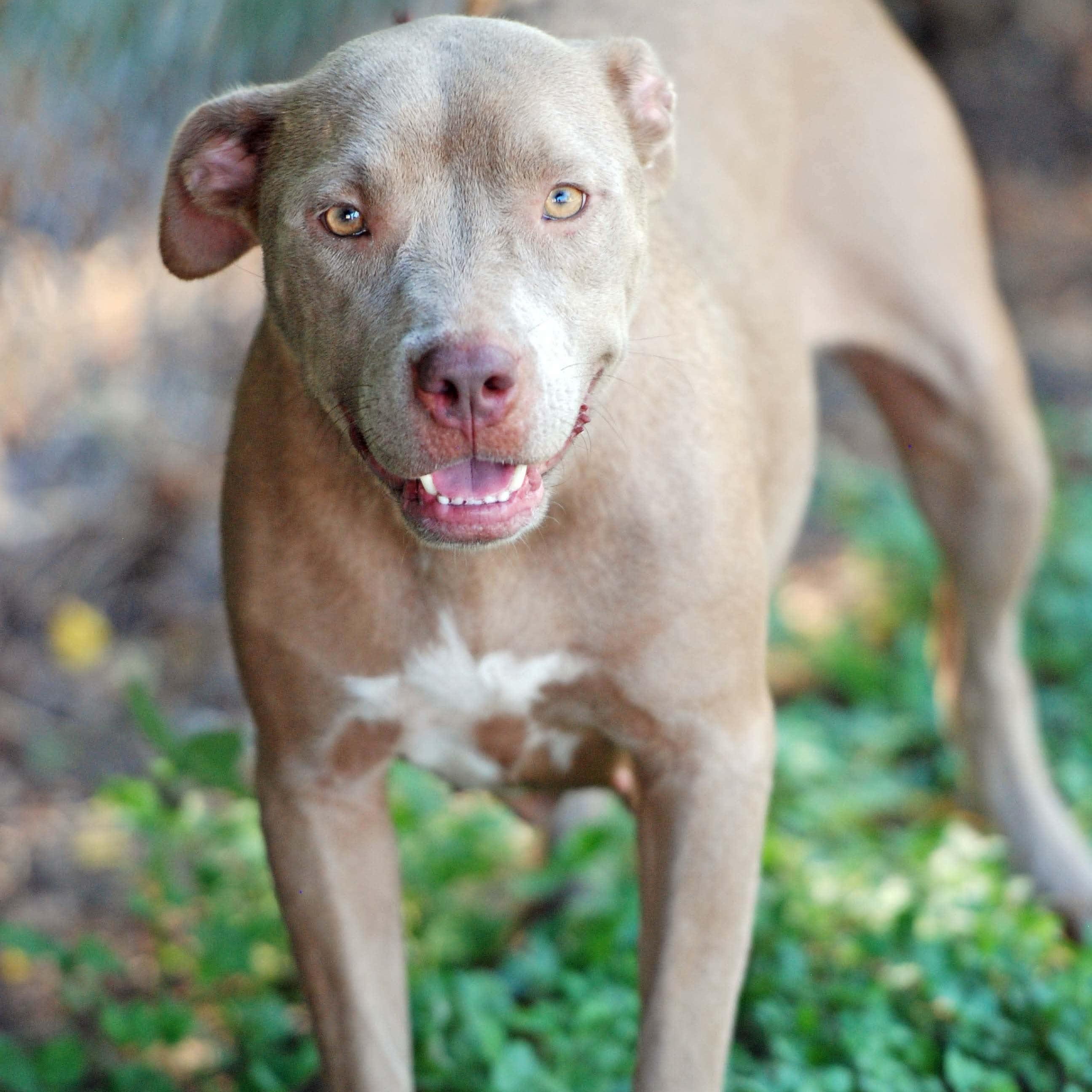 Enlarge Queenie, a Adoptable mixed breed in Madisonville, TX image 2/3