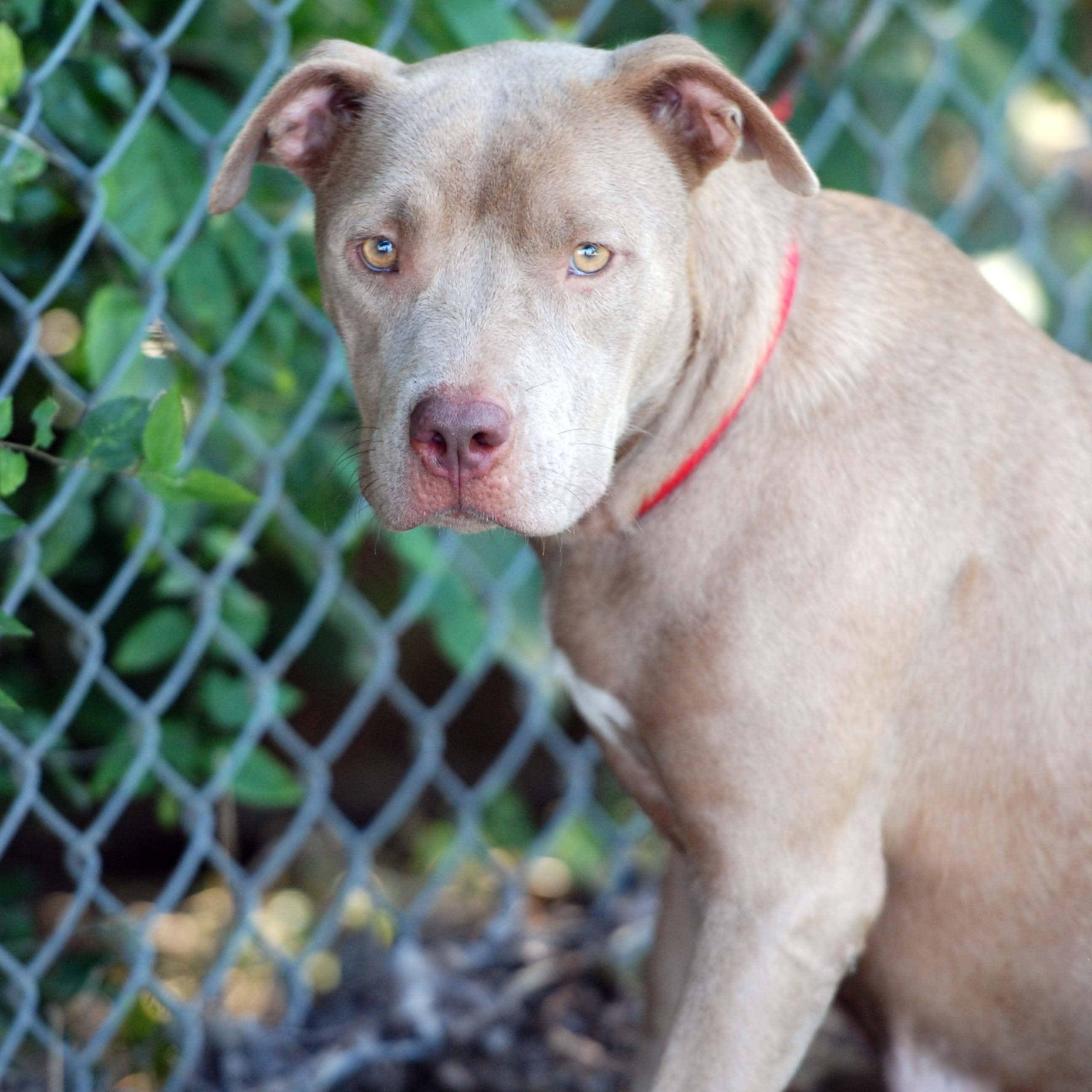 Queenie, Adoptable, Young Female Pit Bull Terrier & American Bully.