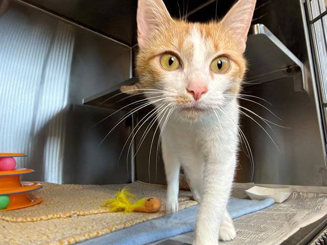 Enlarge CANELO, a Adoptable Domestic Short Hair in Santa Rosa, CA image 1/1