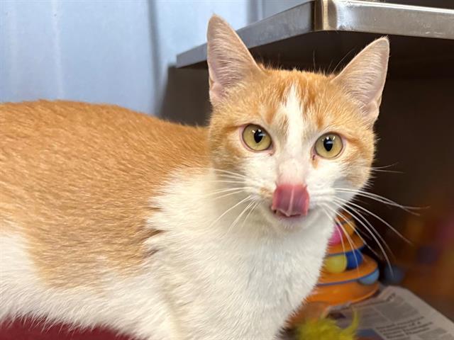 CANELO, Adoptable, Young Female Domestic Short Hair.