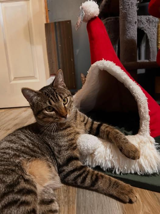 Jax, ADOPTABLE, Kitten Male Tabby.