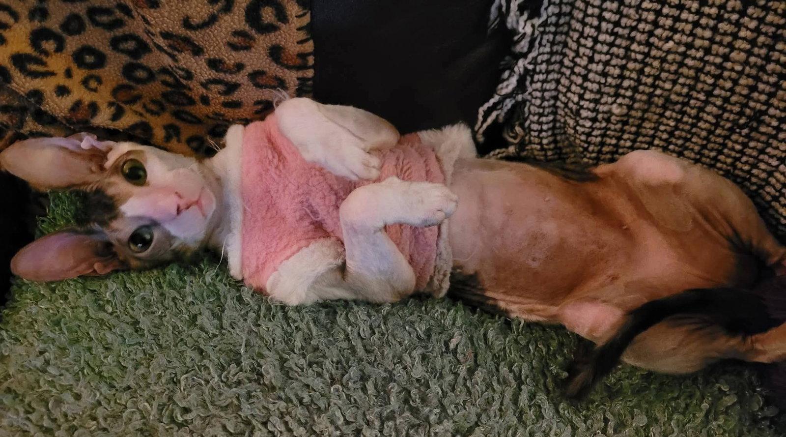 Enlarge Cassie bonded to Stella Bella, a Adopted Cornish Rex in Phoenix, AZ image 1/3