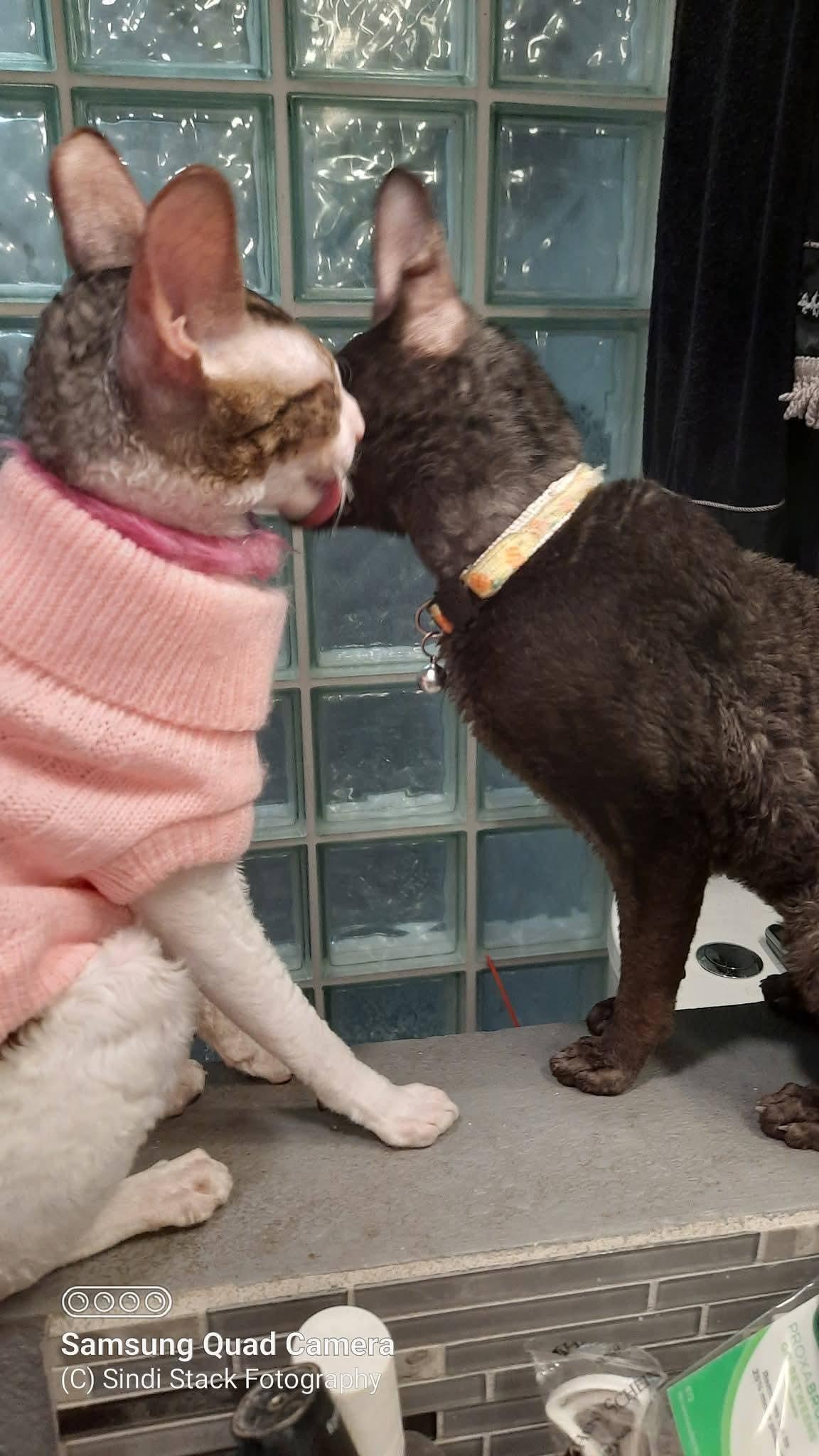 Enlarge Cassie bonded to Stella Bella, a Adopted Cornish Rex in Phoenix, AZ image 2/3