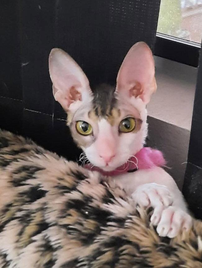 Enlarge Cassie bonded to Stella Bella, a Adopted Cornish Rex in Phoenix, AZ image 3/3