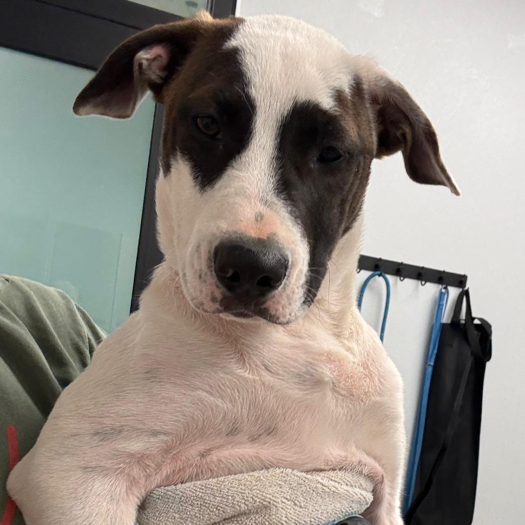 Enlarge Taylor, a Adoptable mixed breed in Abilene, TX image 1/3