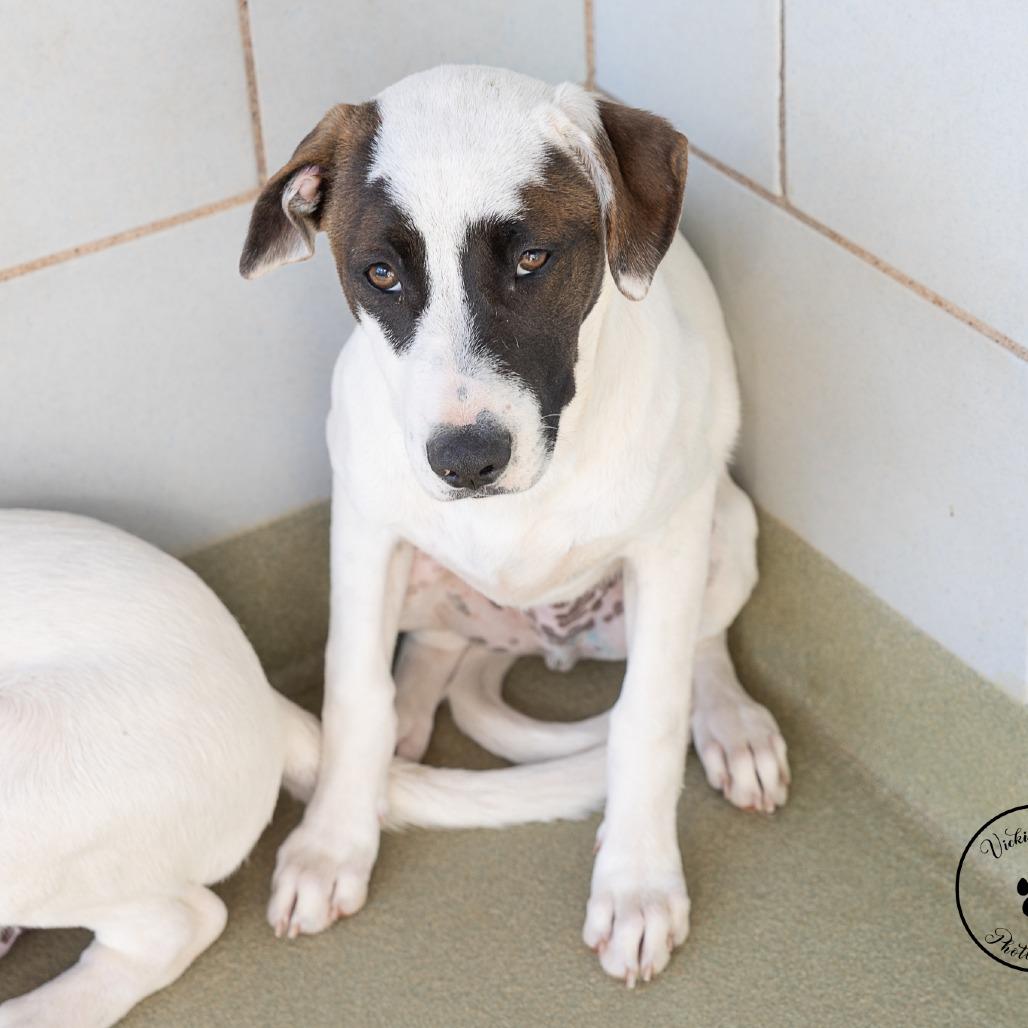 Enlarge Taylor, a Adoptable mixed breed in Abilene, TX image 2/3