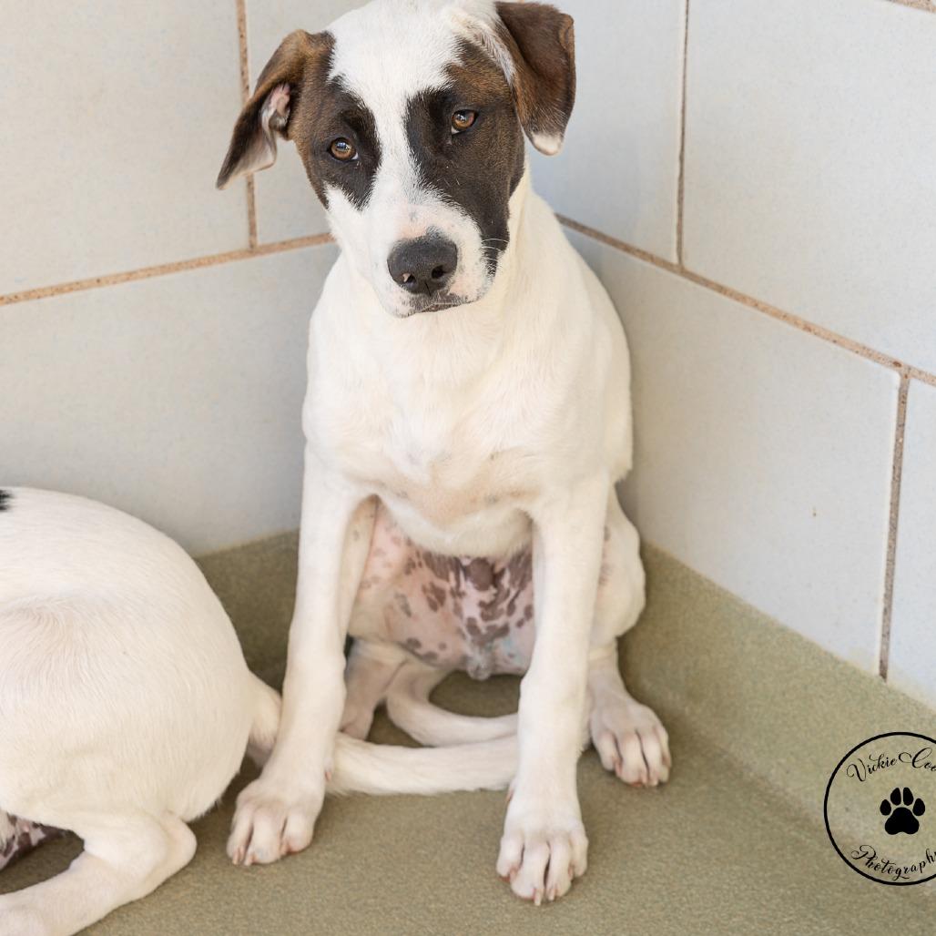 Enlarge Taylor, a Adoptable mixed breed in Abilene, TX image 3/3