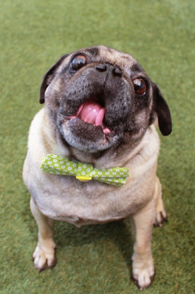 Yeti, Adoptable, Adult Male Pug.