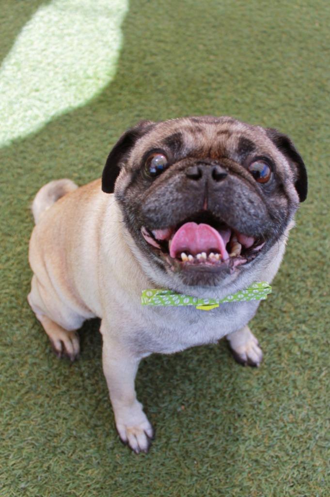 Yeti, a Adoptable Pug in Gardena, CA image 2/6