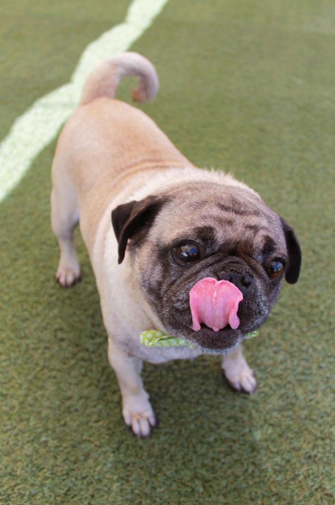 Yeti, a Adoptable Pug in Gardena, CA image 3/6