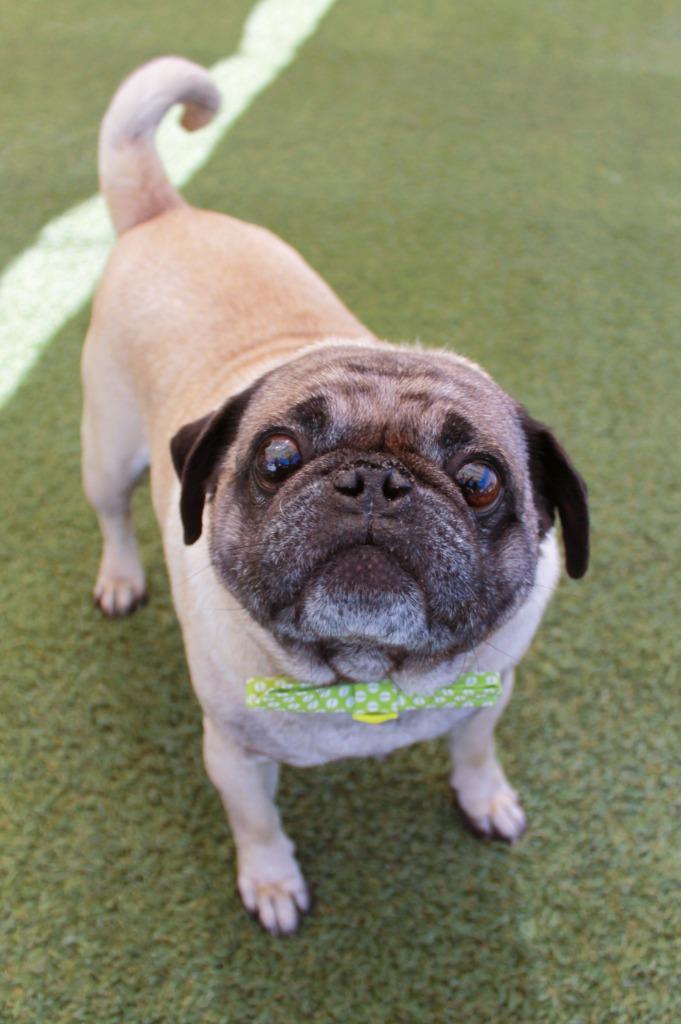 Yeti, a Adoptable Pug in Gardena, CA image 4/6