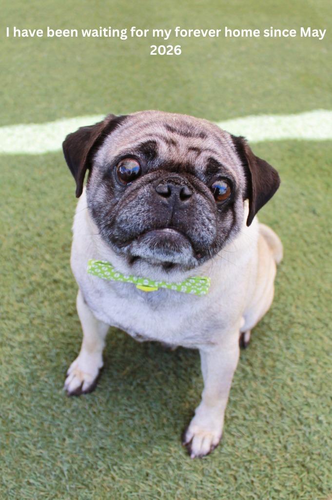 Yeti, a Adoptable Pug in Gardena, CA image 5/6