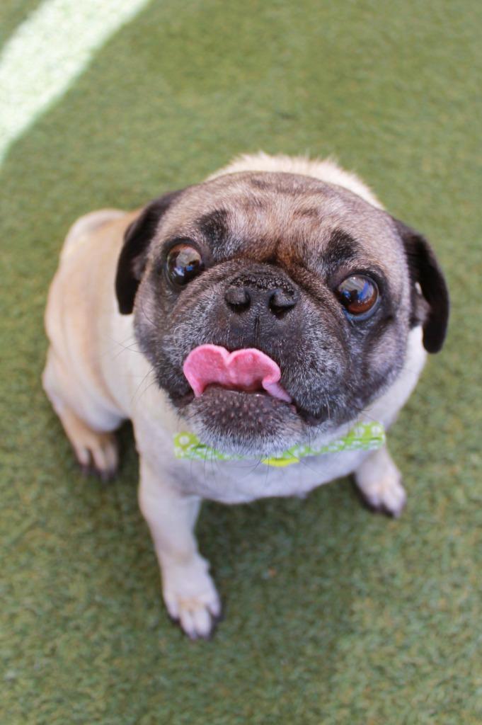 Yeti, a Adoptable Pug in Gardena, CA image 6/6