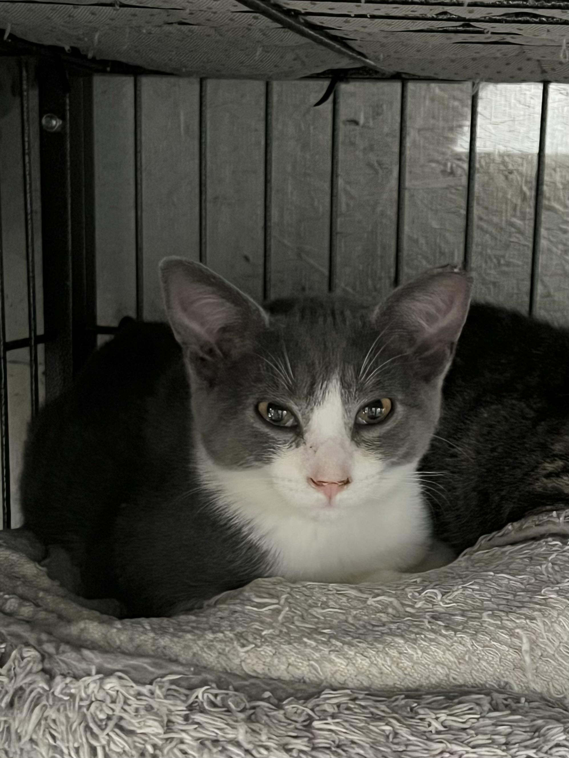 Enlarge Sailor, a Adoptable Domestic Long Hair in Sneads Ferry, NC image 1/2