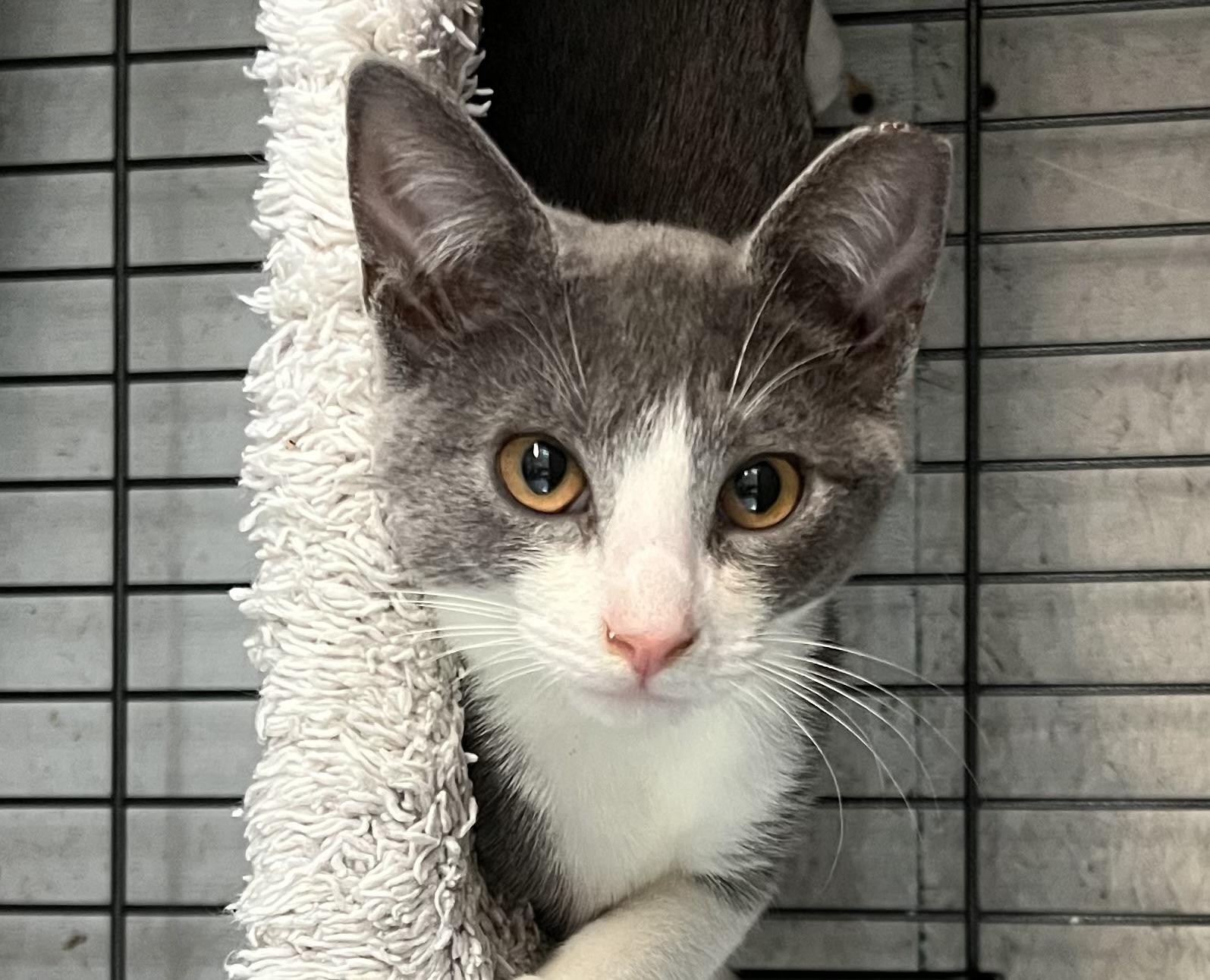 Enlarge Sailor, a Adoptable Domestic Long Hair in Sneads Ferry, NC image 2/2