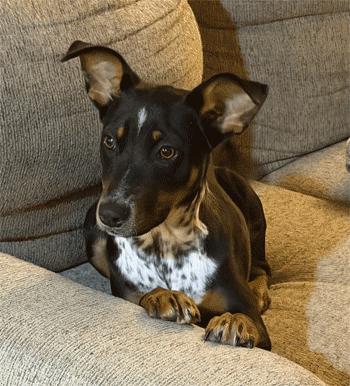 Aurora, a ADOPTABLE mixed breed in West Decatur, PA image 3/5