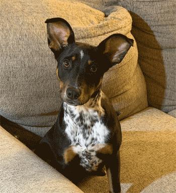 Aurora, ADOPTABLE, Puppy Female Beagle & Fox Terrier.