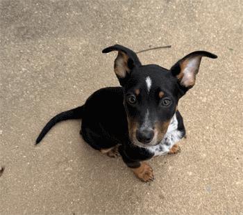 Enlarge Aurora, a ADOPTABLE mixed breed in West Decatur, PA image 2/6