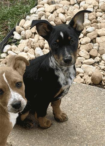 Aurora, ADOPTABLE, Puppy Female Beagle & Fox Terrier.