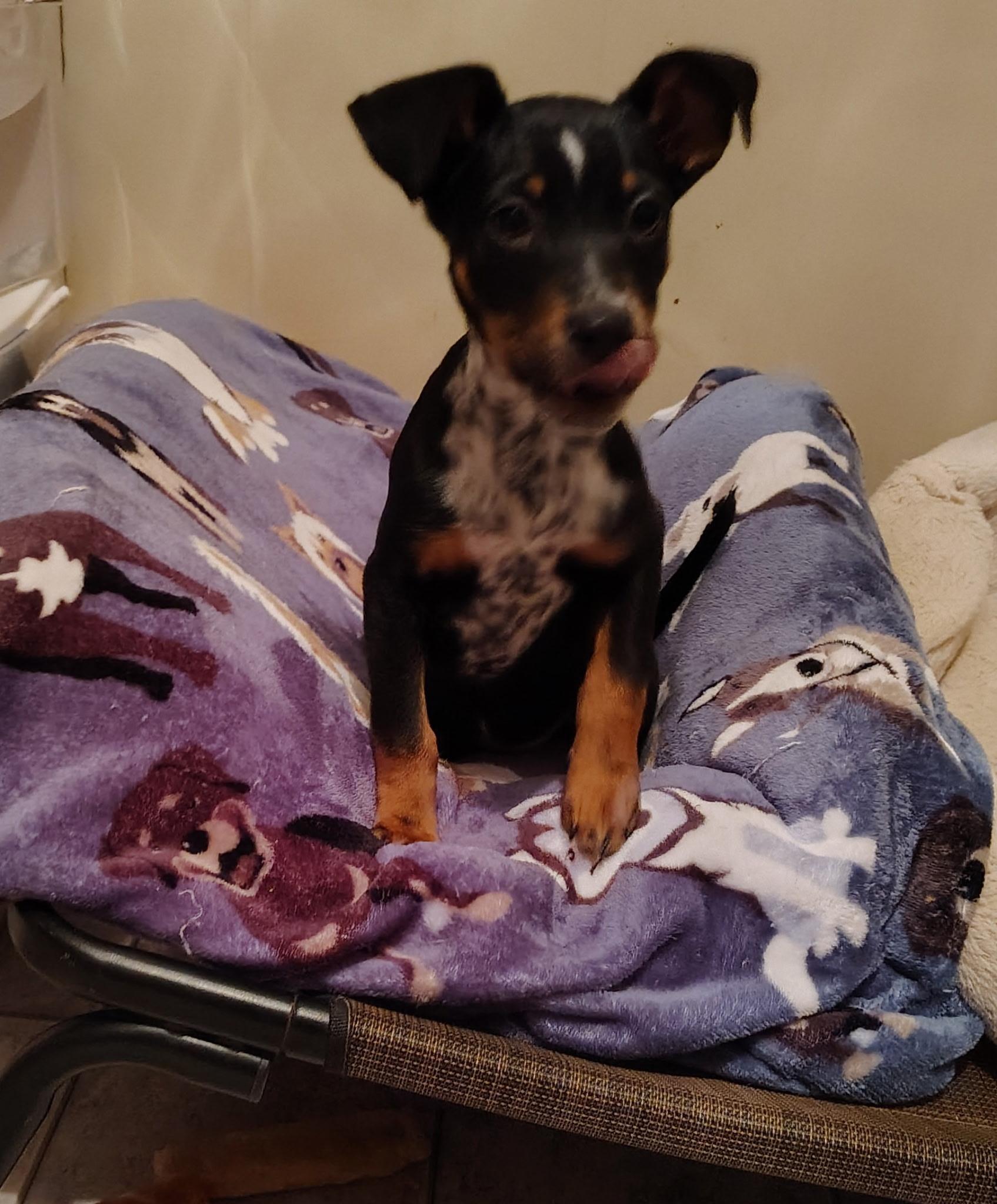 Enlarge Aurora, a ADOPTABLE mixed breed in West Decatur, PA image 2/3