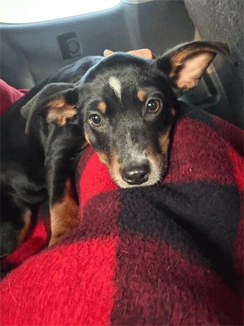 Enlarge Aurora, a ADOPTABLE mixed breed in West Decatur, PA image 3/6