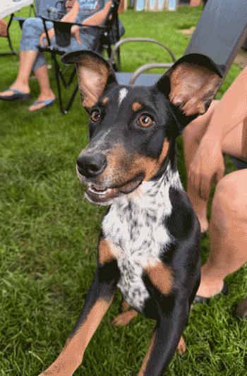 Aurora, a ADOPTABLE mixed breed in West Decatur, PA image 2/5