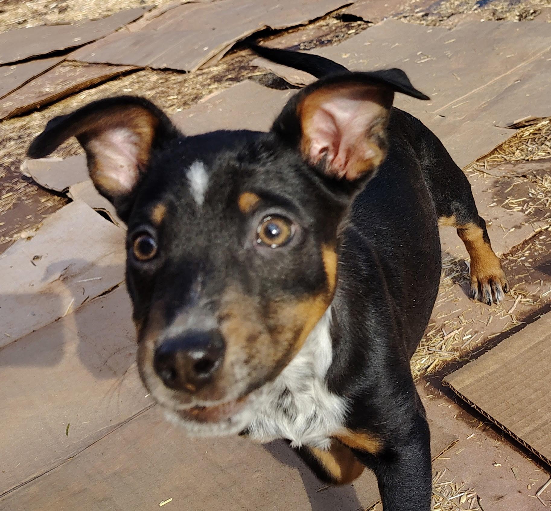 Enlarge Aurora, a ADOPTABLE mixed breed in West Decatur, PA image 3/3