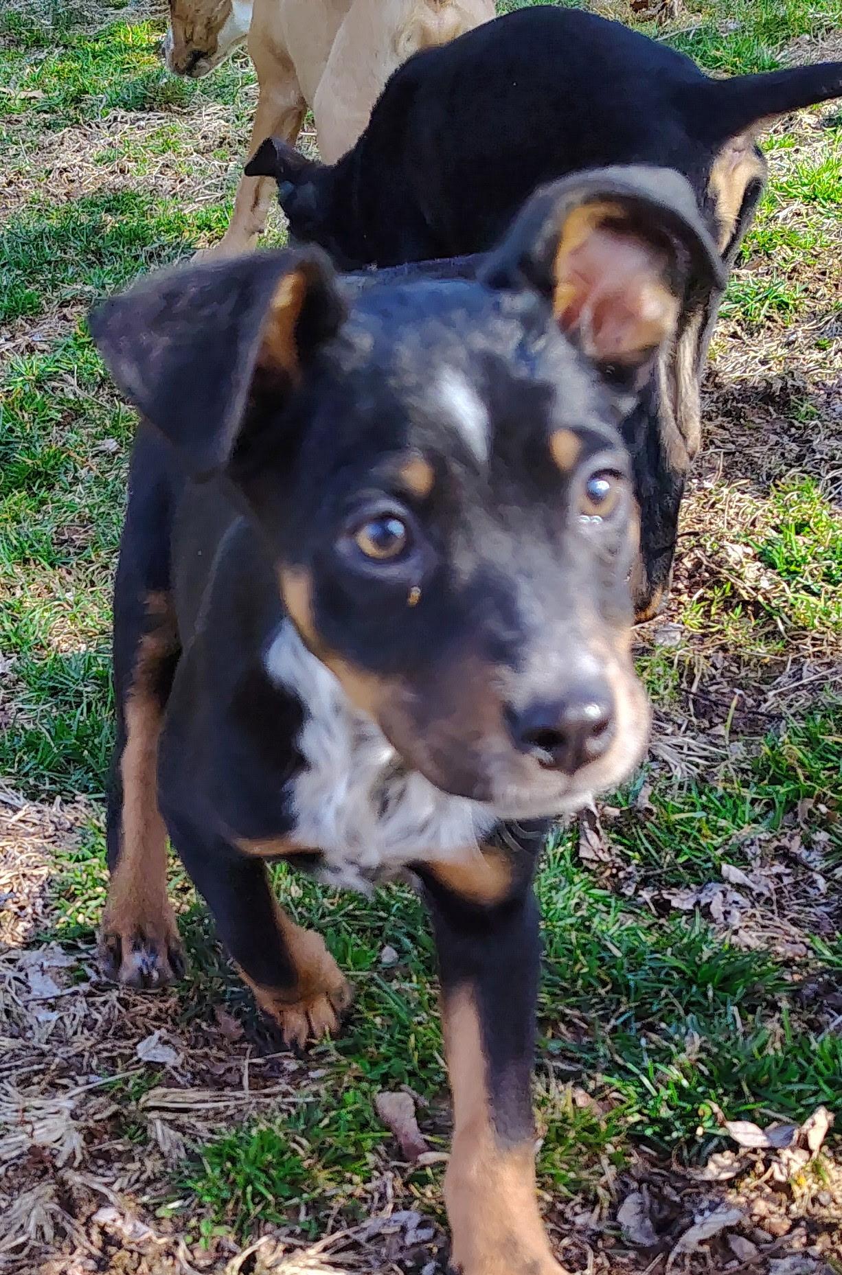 Aurora, ADOPTABLE, Puppy Female Beagle & Fox Terrier.