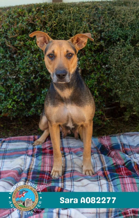 SARA, Adoptable, Young Female Black Mouth Cur & Mixed Breed.