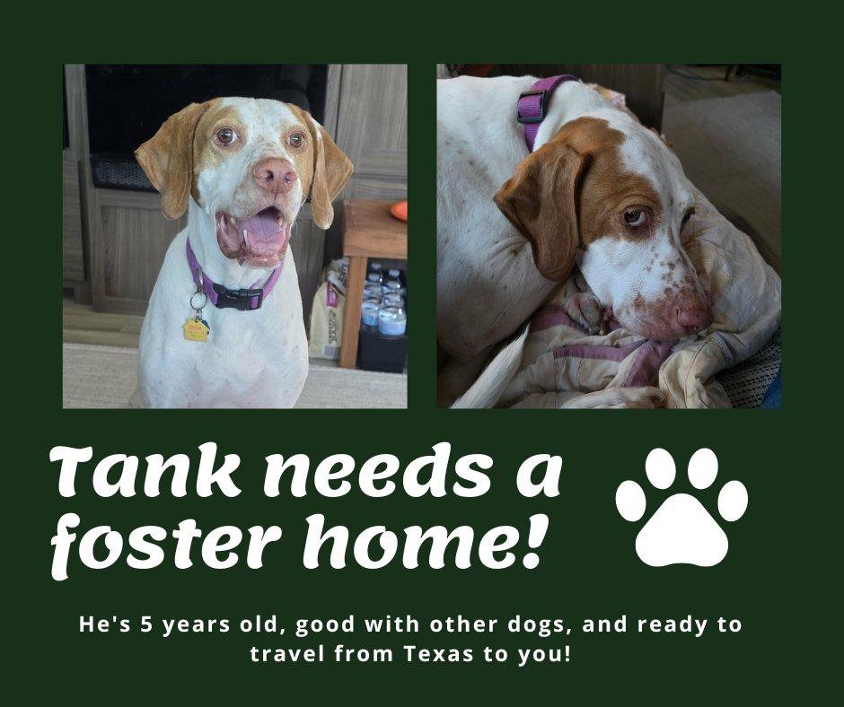Needs Foster Tank (TX), ADOPTABLE, Adult Male English Pointer.
