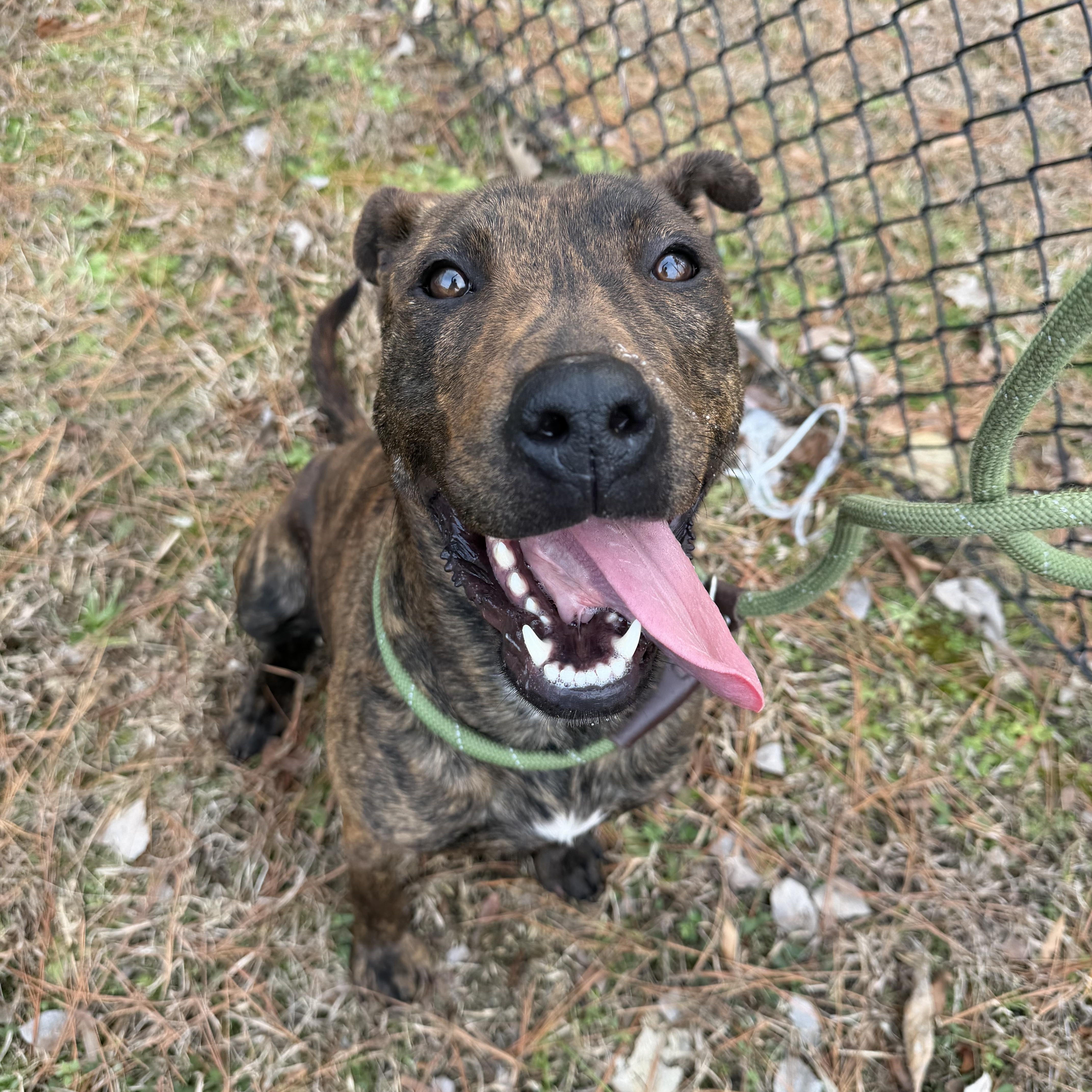 Enlarge Casanova, a ADOPTABLE mixed breed in Lancaster, SC image 4/4