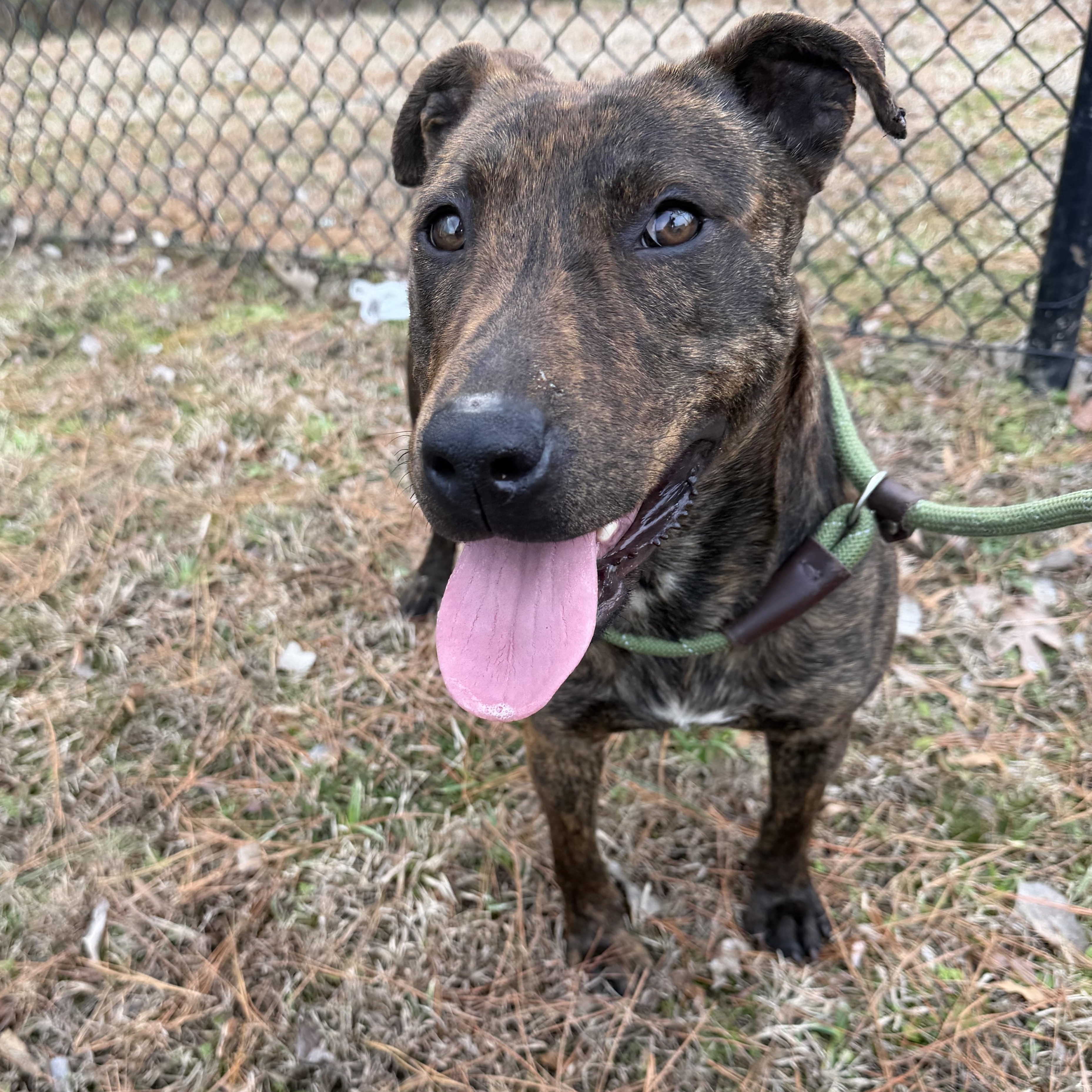 Enlarge Casanova, a ADOPTABLE mixed breed in Lancaster, SC image 2/4