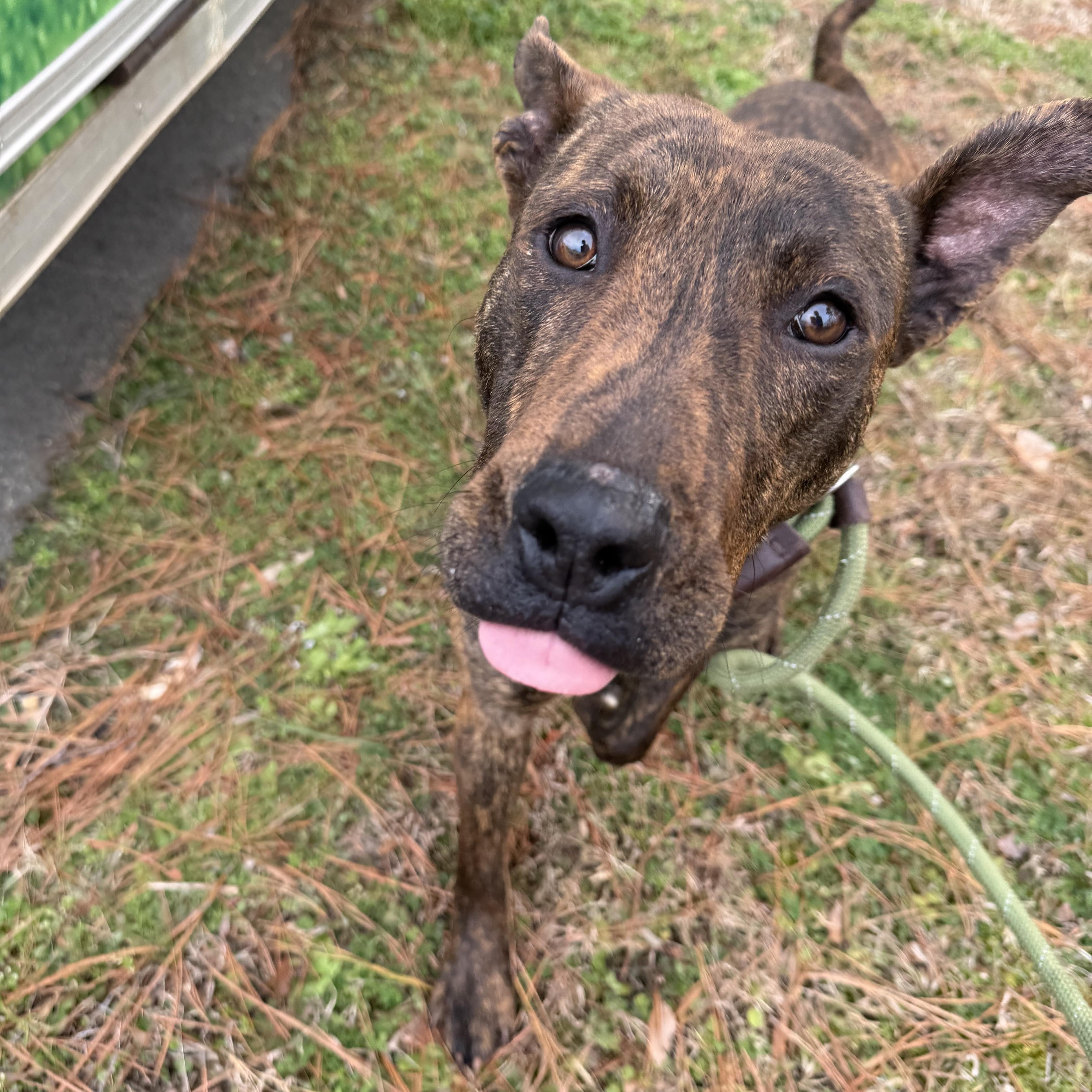 Casanova, ADOPTABLE, Adult Female Terrier & Retriever.