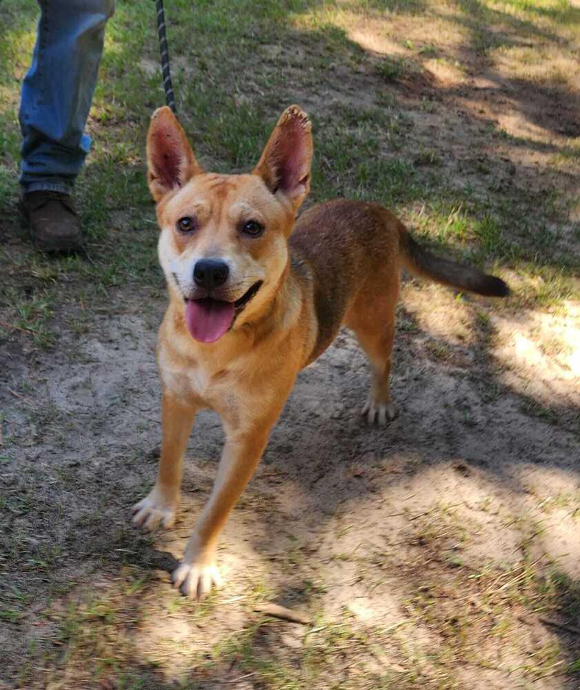 Birdie, a Adoptable mixed breed in Moncton, NB image 1/6