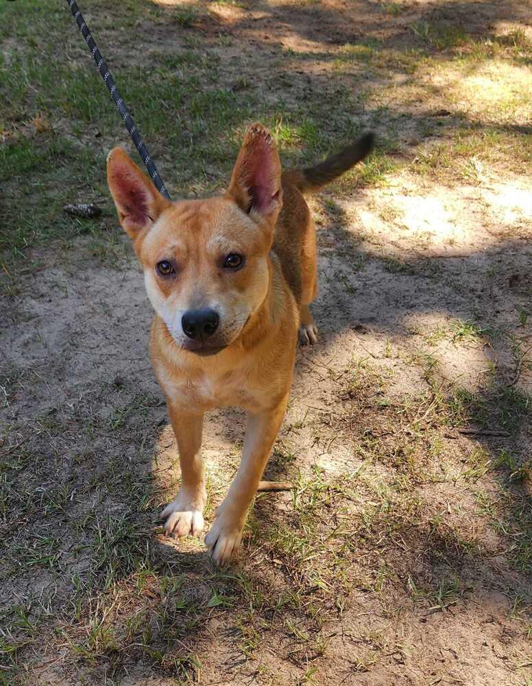 Birdie, a Adoptable mixed breed in Moncton, NB image 2/6