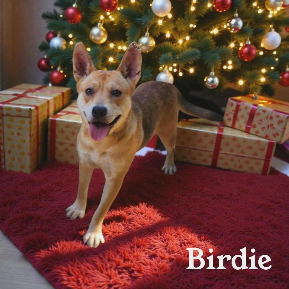 Birdie, a Adoptable mixed breed in Moncton, NB image 3/6