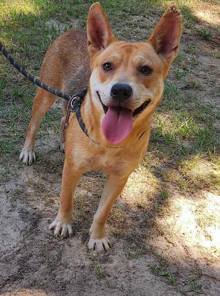 Birdie, a Adoptable mixed breed in Moncton, NB image 4/6
