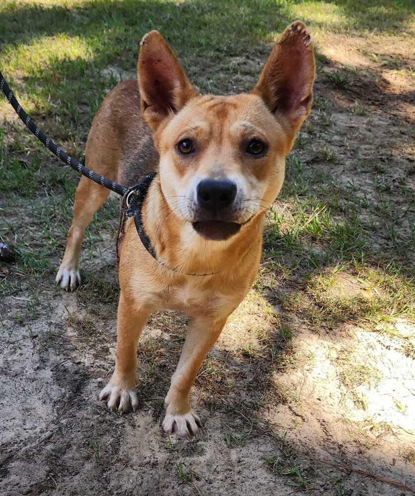 Birdie, a Adoptable mixed breed in Moncton, NB image 5/6