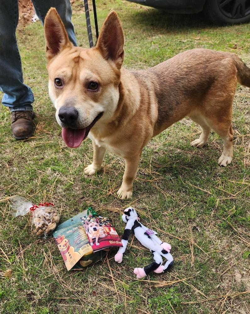 Birdie, a Adoptable mixed breed in Moncton, NB image 6/6
