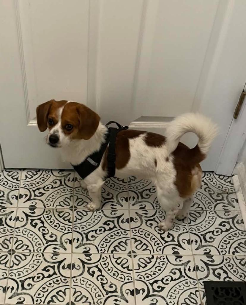 Enlarge Buddy, a Adopted mixed breed in Valparaiso, IN image 1/1