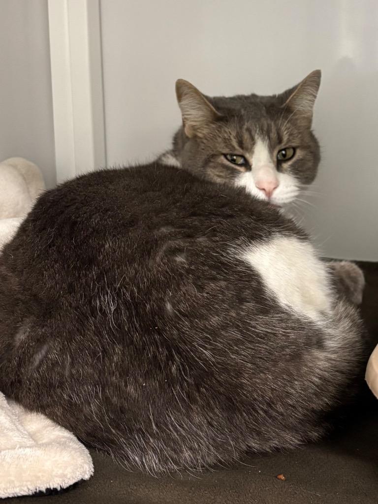 Enlarge Leonardo, a Adoptable mixed breed in Peoria, AZ image 2/2