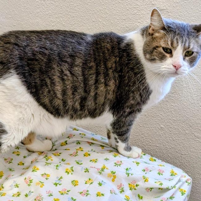 Enlarge Leonardo, a Adoptable mixed breed in Peoria, AZ image 1/2