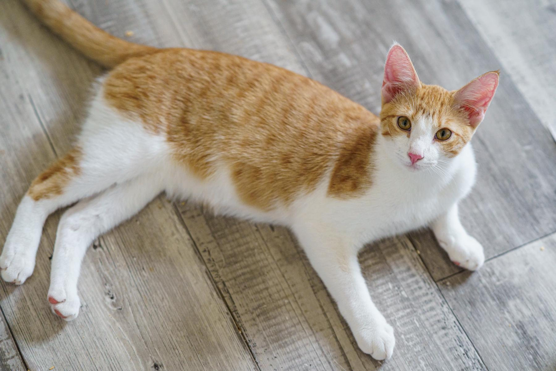 Blaze, Adoptable, Kitten Male American Shorthair & Tabby.