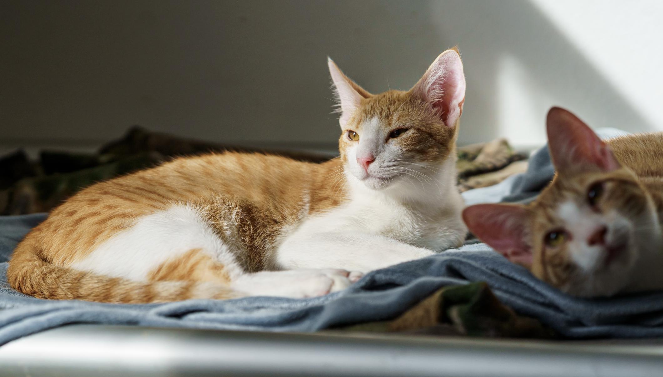 Blaze, Adoptable, Kitten Male American Shorthair & Tabby.