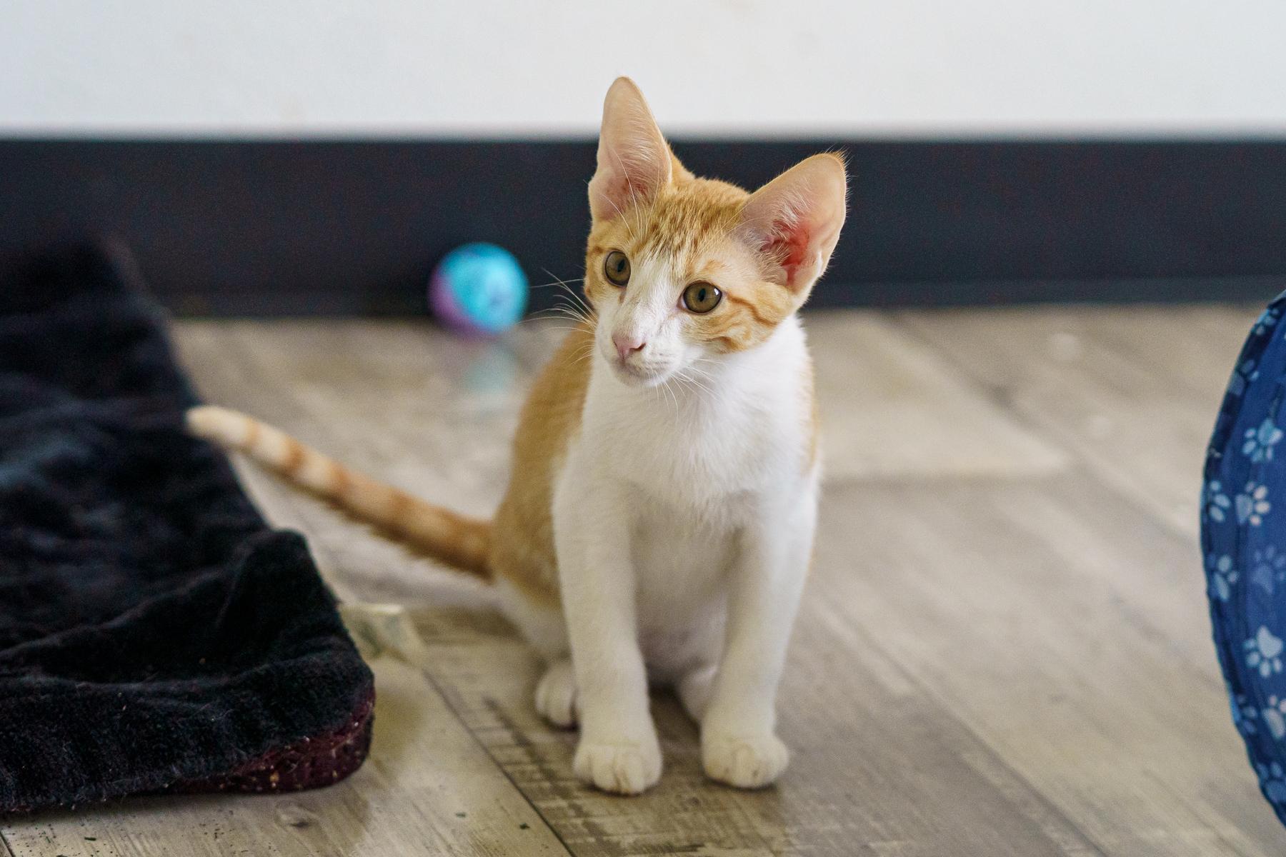 Blaze, a Adoptable mixed breed in Marble Falls, TX image 2/6