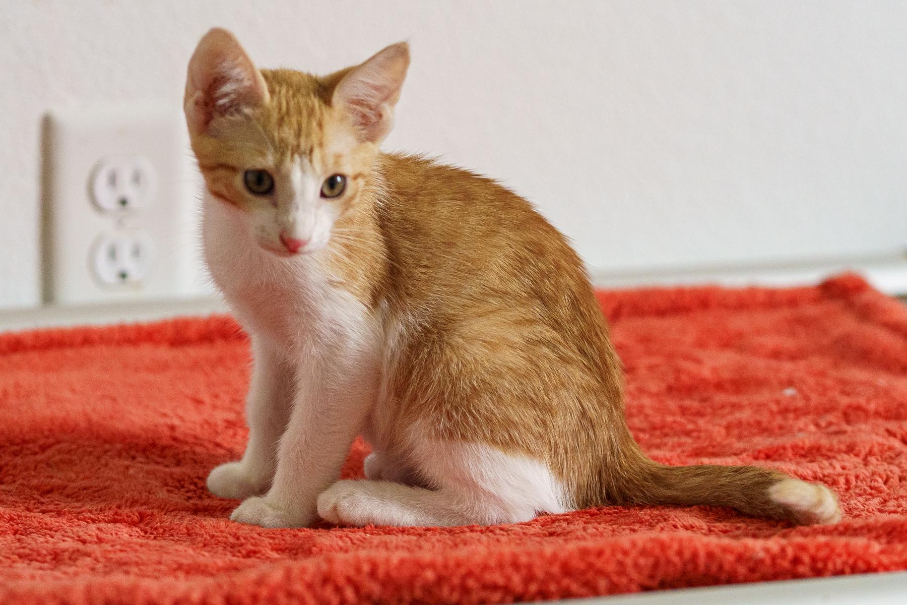 Blaze, a Adoptable mixed breed in Marble Falls, TX image 3/6