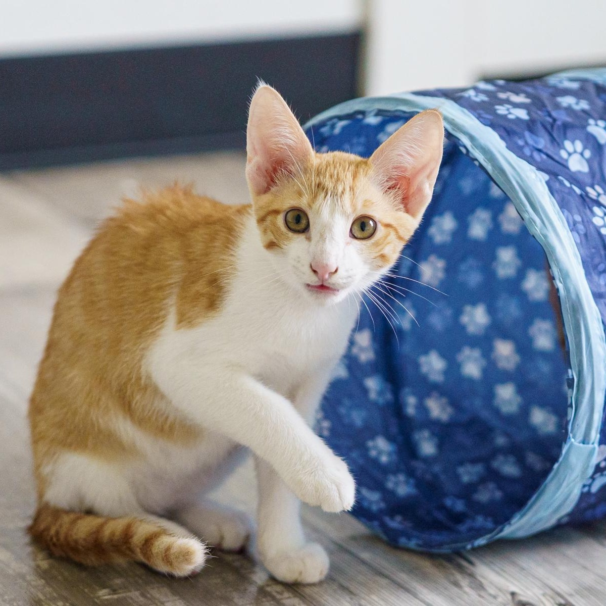 Blaze, Adoptable, Kitten Male American Shorthair & Tabby.